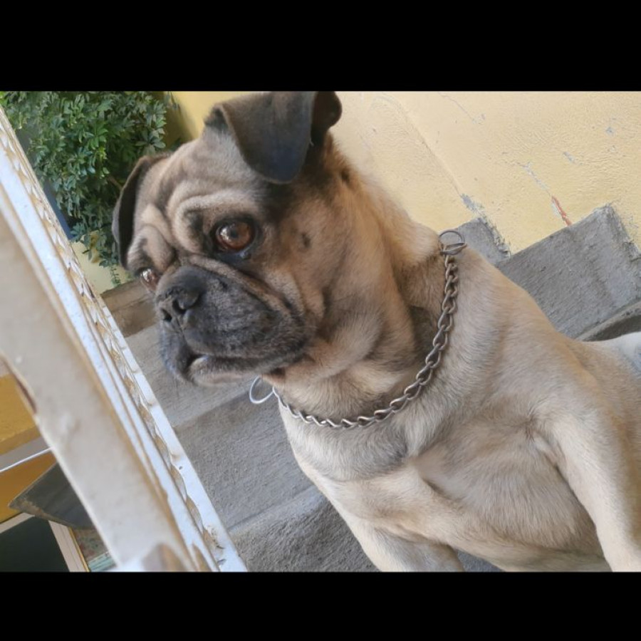 BAMBAM | Raza Pug o Carlin | Perdido
