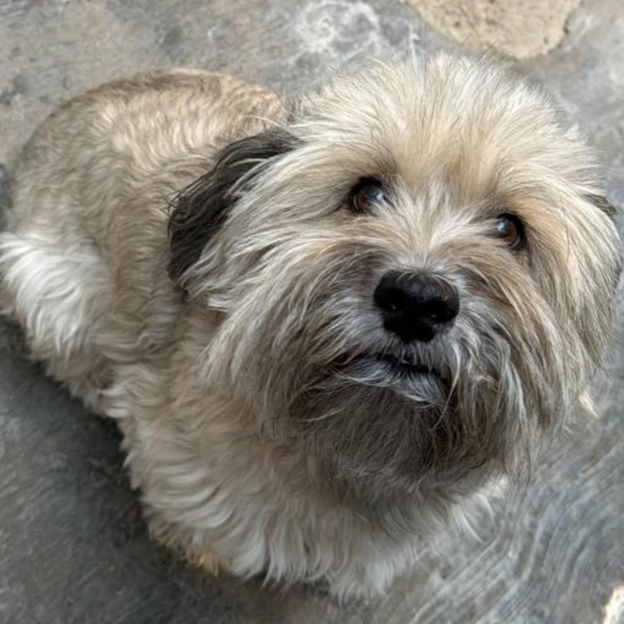 BELLA (BELA) | Raza Schnauzer | Perdida