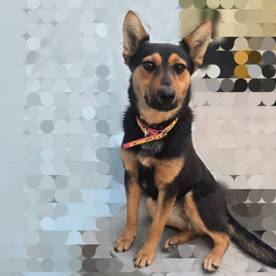  | Raza Mestiza, cruza de Pastor Alemán | Encontrada