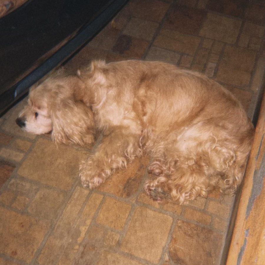 KEISA | Raza Cocker Spaniel | Perdida