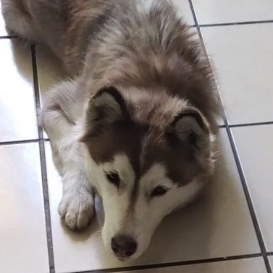 ONCA | Raza Husky Siberiano | Perdida