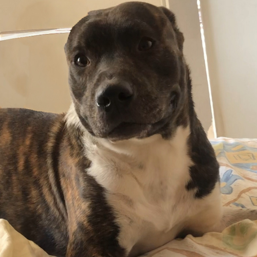 HOUSTON | Raza Mestizo,  cruza de American Pitbull Terrier | Final Feliz