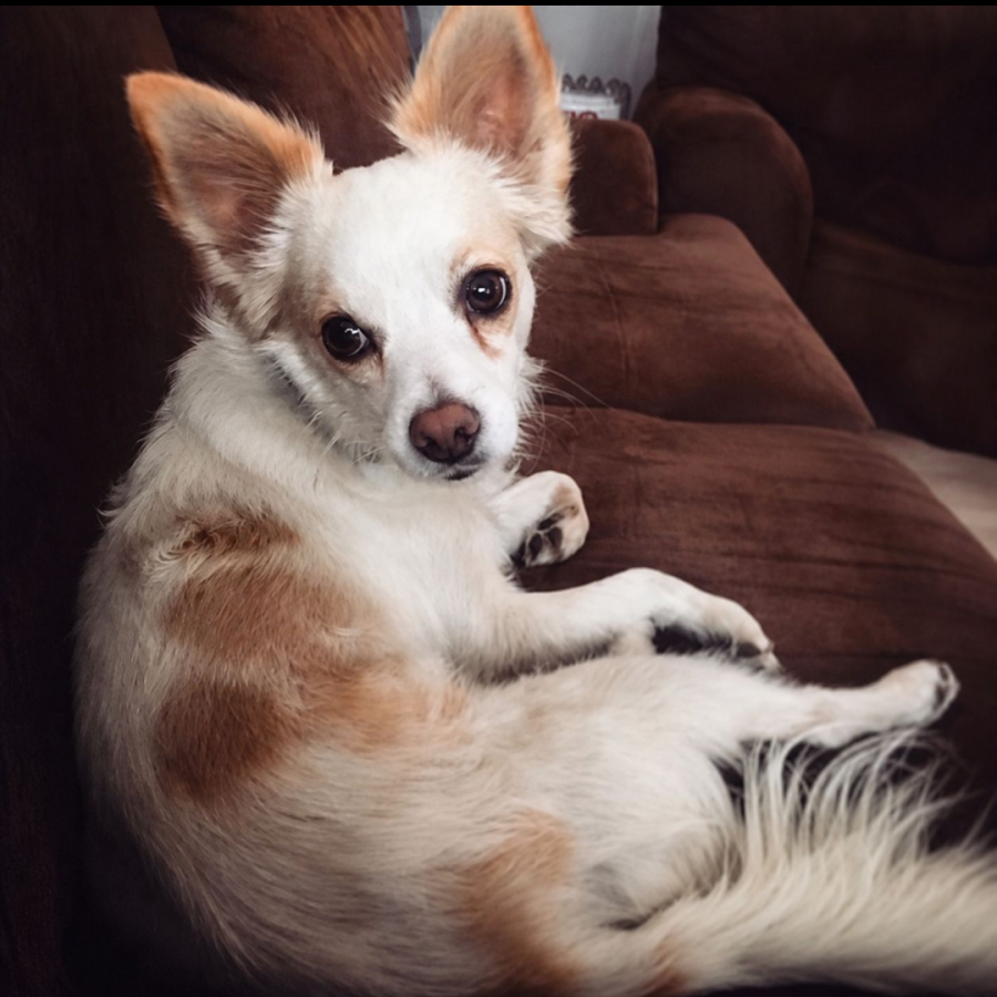 BENITO | Raza Mestizo, cruza de Chihuahua | Perdido