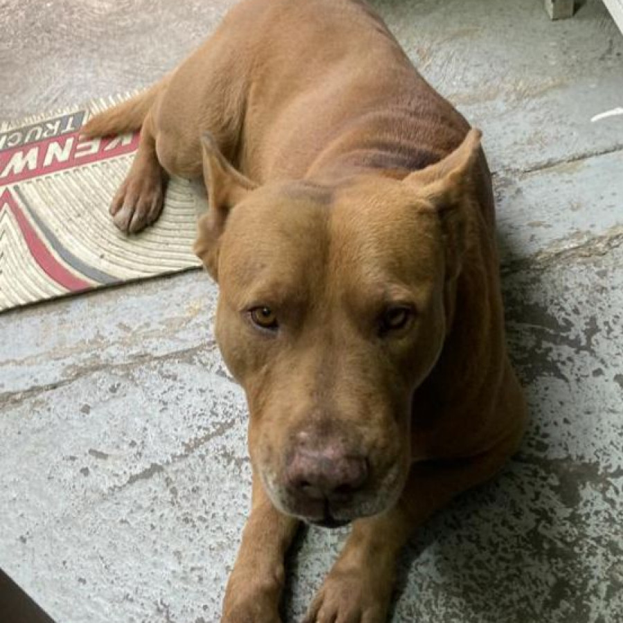 CANELO | Raza Mestizo, cruza de American Pitbull Terrier | Final Feliz