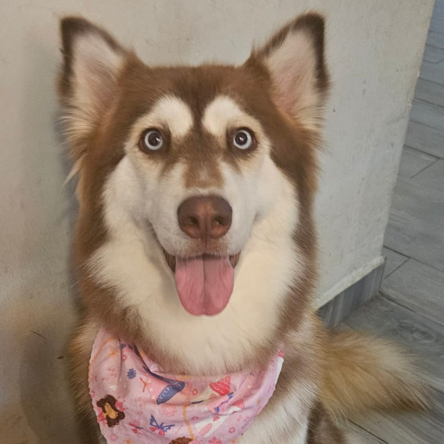 KELLY | Raza Husky Siberiano | Final Feliz