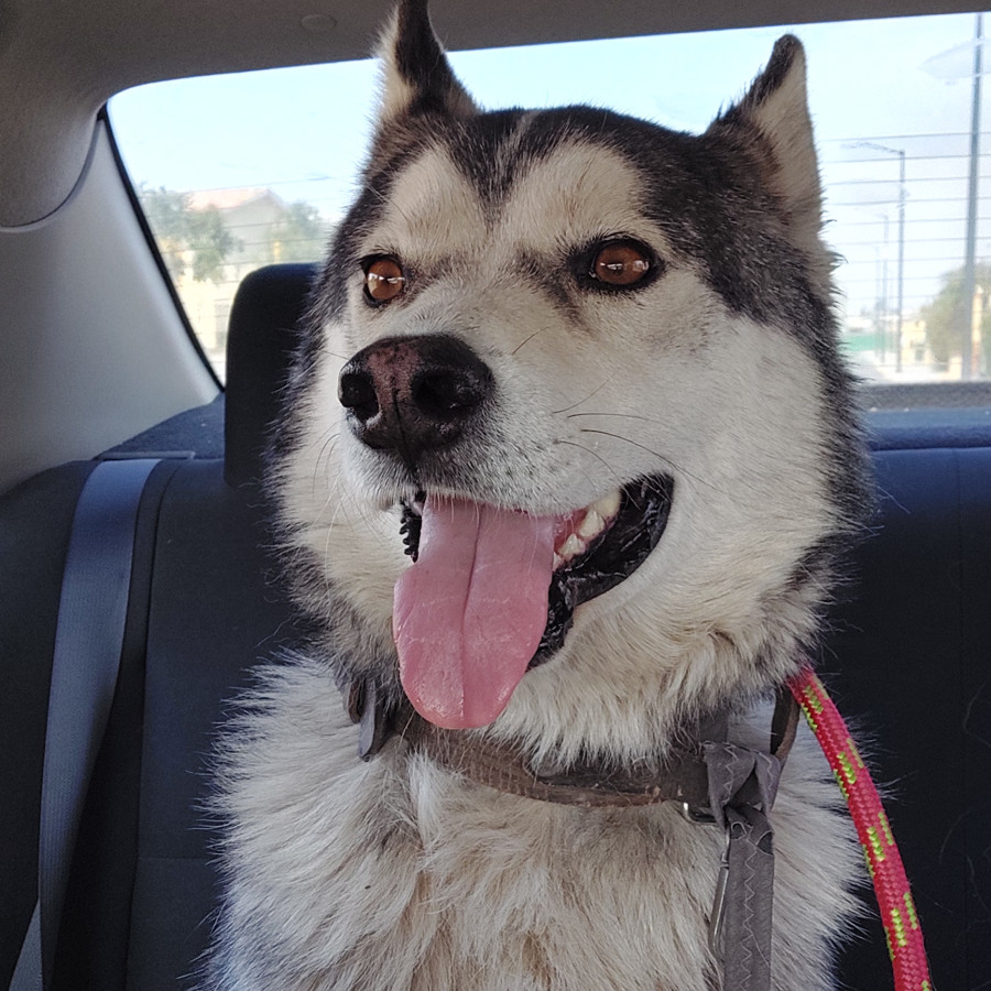  | Raza Husky Siberiano | Encontrado