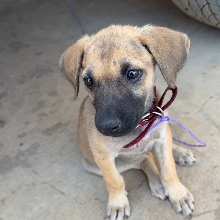 NALA | Raza Mestiza | Perdida