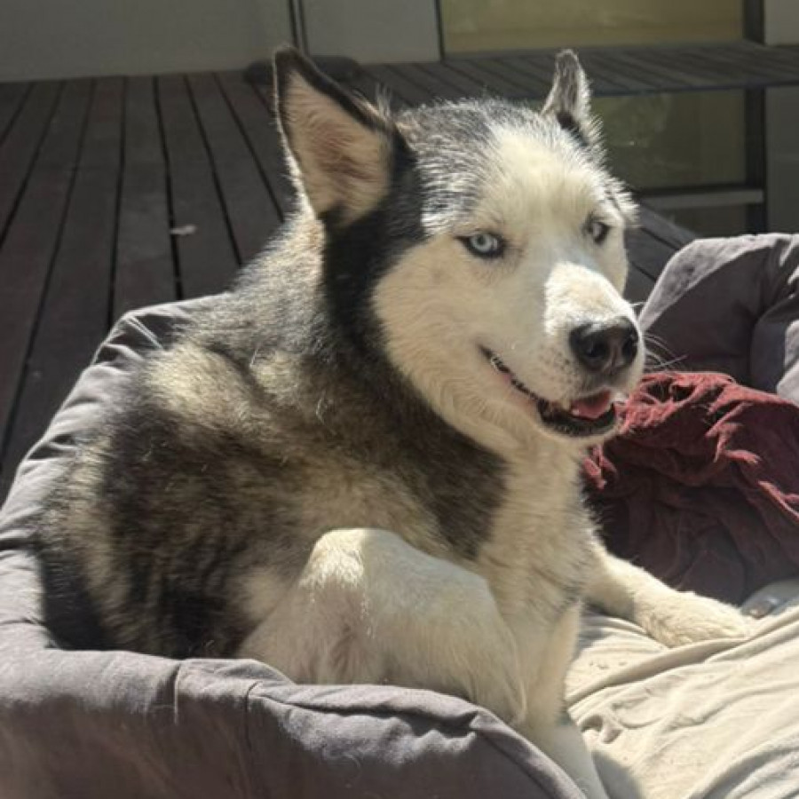  | Raza Husky Siberiano | Encontrado