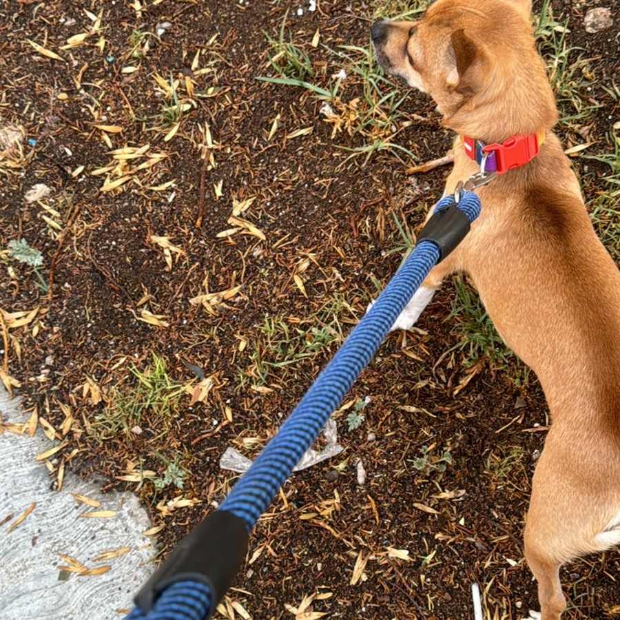 TOSTI | Raza Chihuahua | Perdido