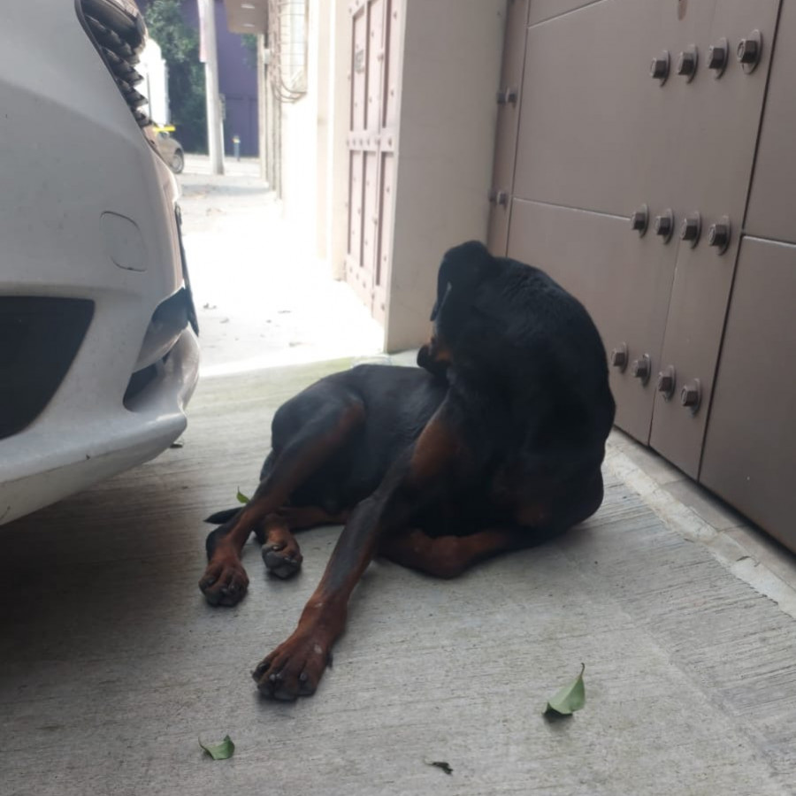  | Raza Mestizo, cruza de Dóberman Pinscher con Labrador | Encontrado