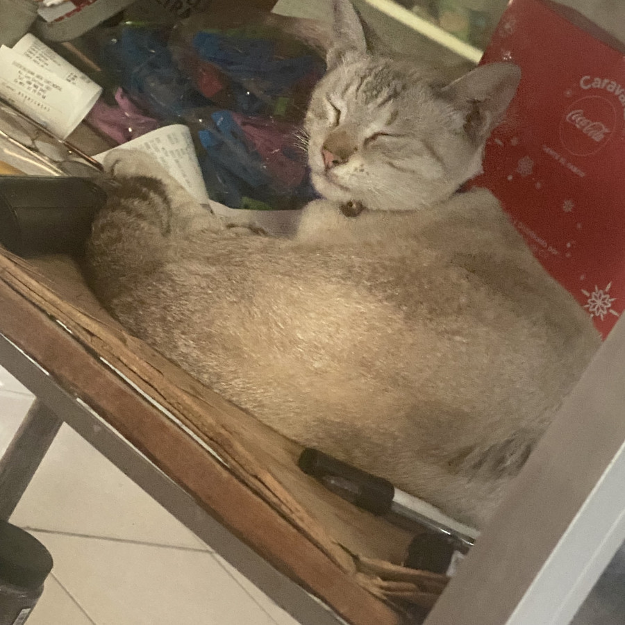 ANNY | Raza Aslan o Siamés moderno, punto tabby | Perdida