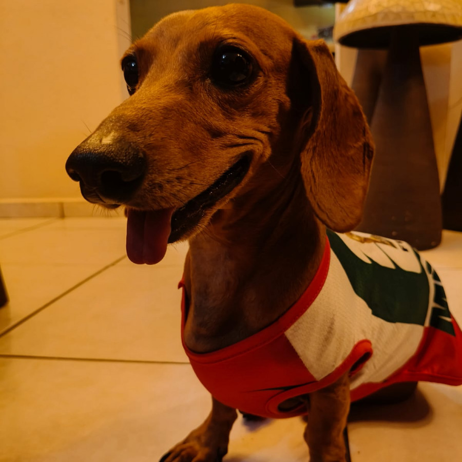 SHARKY | Raza Dachshund o Salchicha  | Perdido
