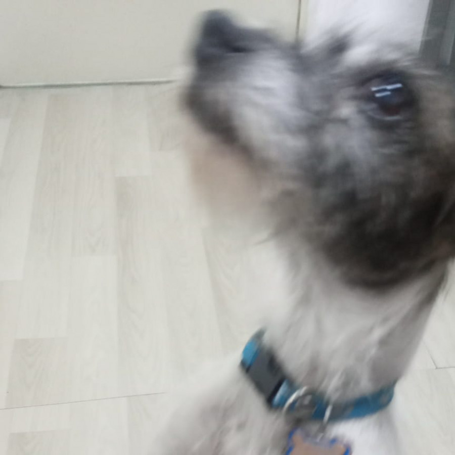  | Raza Mestiza, posible cruza de Chihuahua o de Fox Terrier | Encontrada
