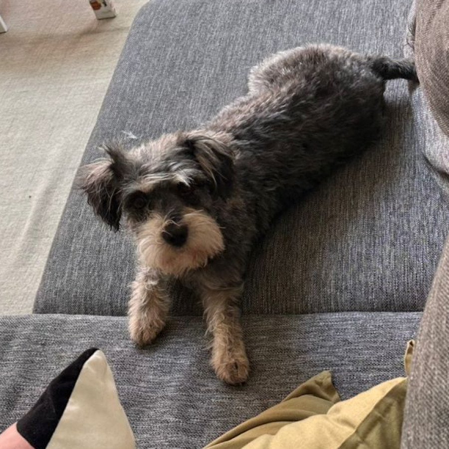 NENA | Raza Mestiza, cruza de Schnauzer | Perdida