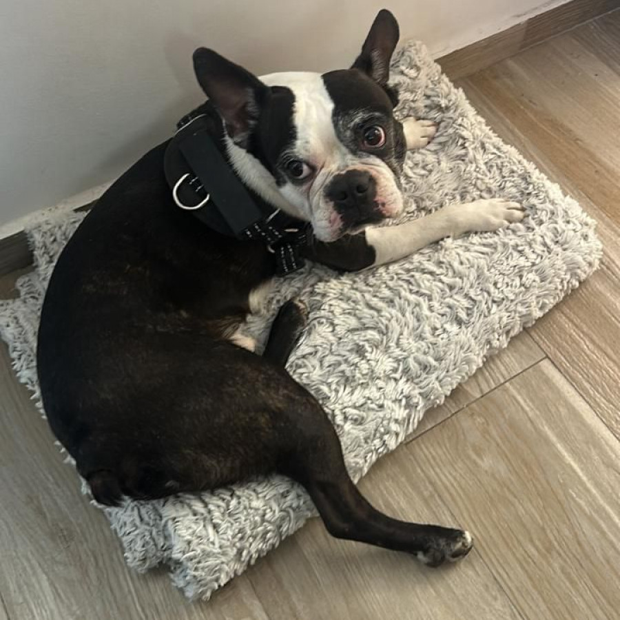 PORFIRIO | Raza Boston Terrier  | Final Feliz