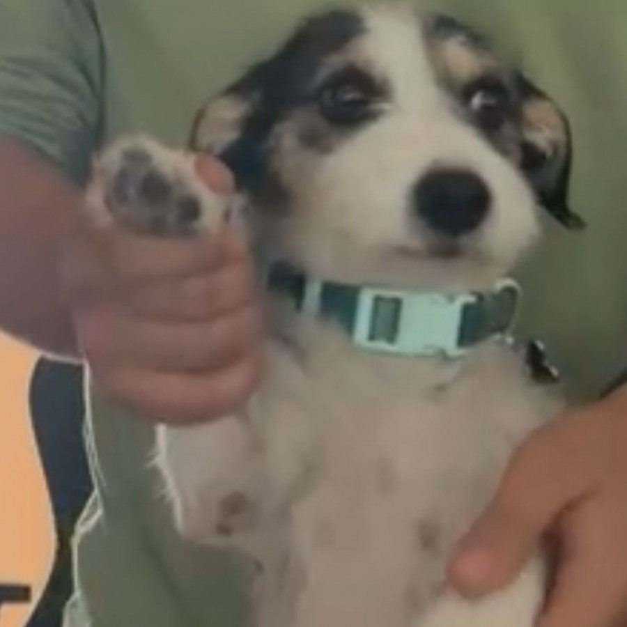 REMY | Raza Mestizo, cruza de Jack Russell Terrier | Final Feliz