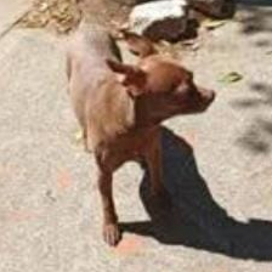 PUCHI | Raza Chihuahua | Perdido