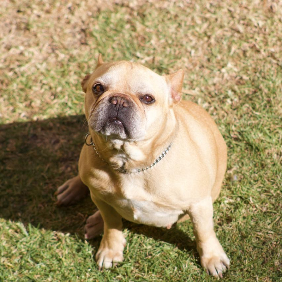 FILIPA | Raza Bulldog Francés  | Perdida