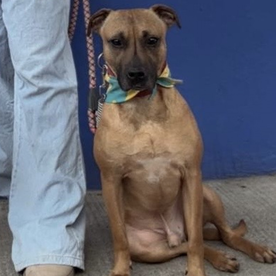 SULTÁN | Raza Mestizo, cruza de Shar Pei con American Pitbull Terrier | Final Feliz