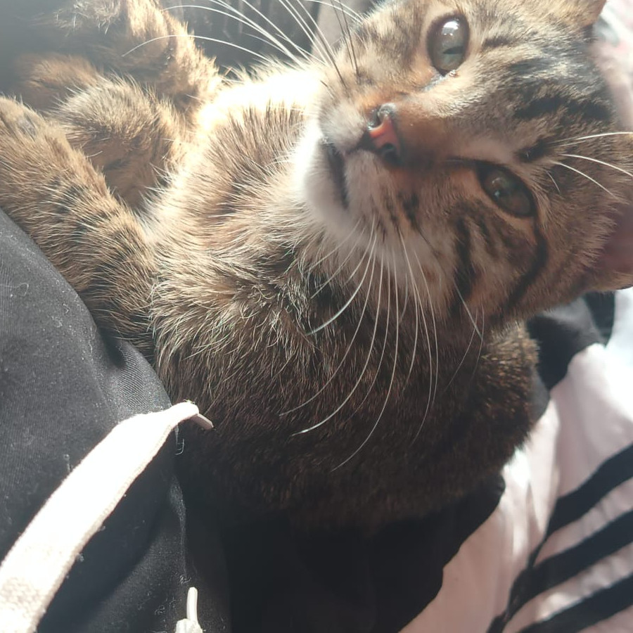 BOLILLO | Raza Doméstico Américano de Pelo Corto | En Adopción