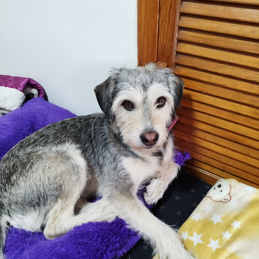  | Raza Mestiza, cruza de Schnauzer posiblemente con Husky | Encontrada