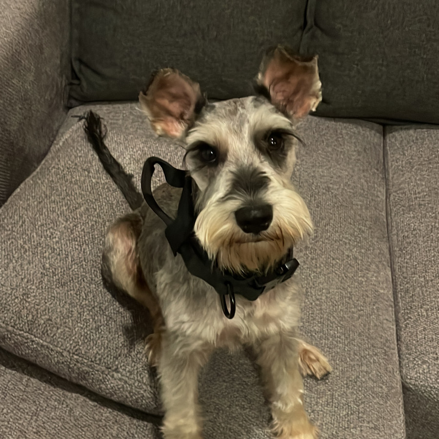  | Raza Schnauzer | Encontrado