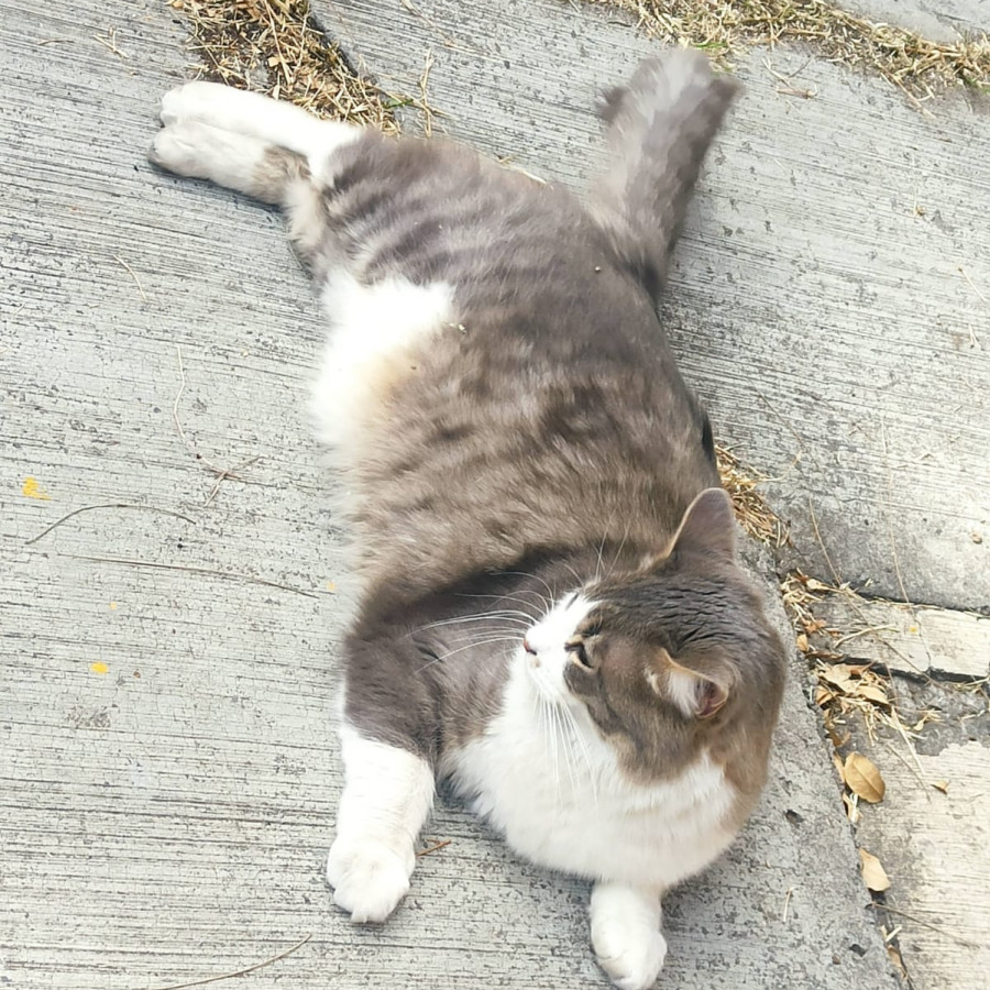 WILLIAM | Raza Doméstico Americano de pelo semilargo | Perdido