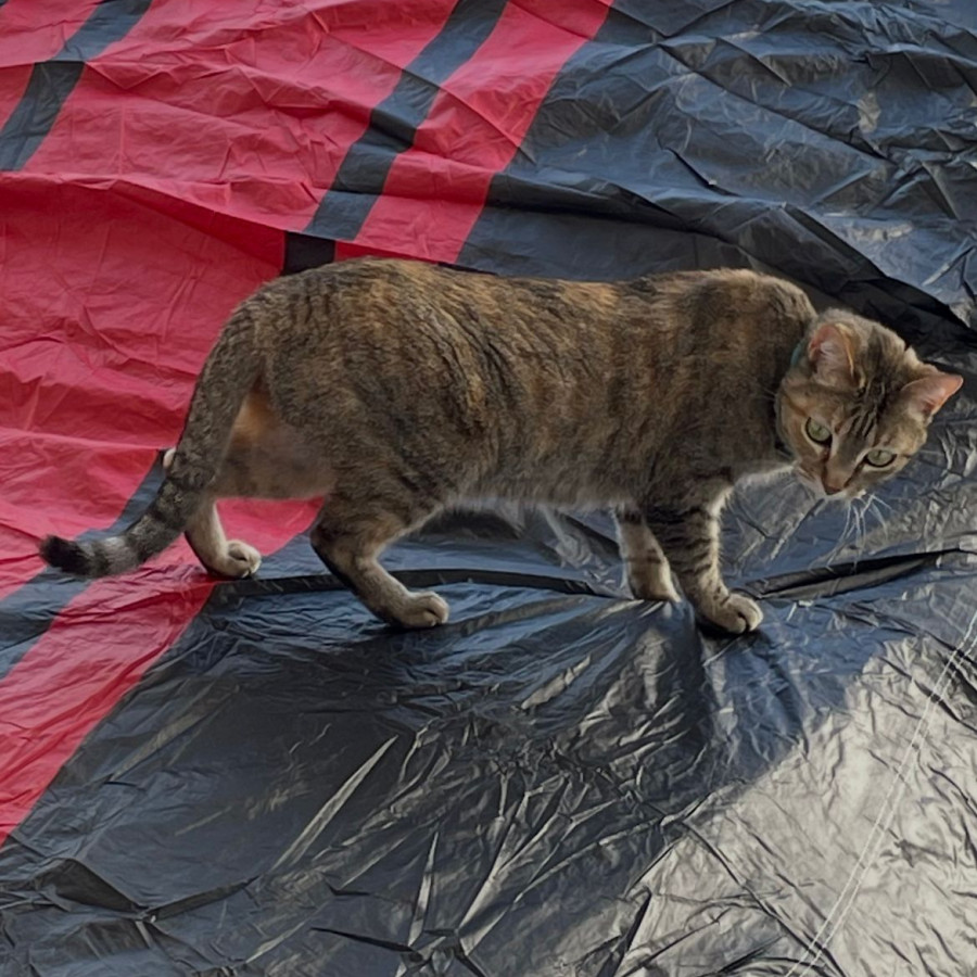 LUCI | Raza Doméstico Américano de Pelo Corto | Perdida