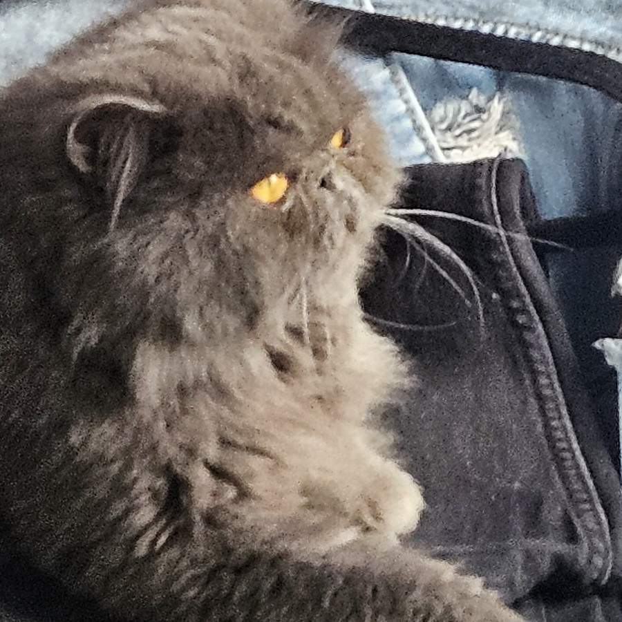 MILO | Raza Persa | Perdido