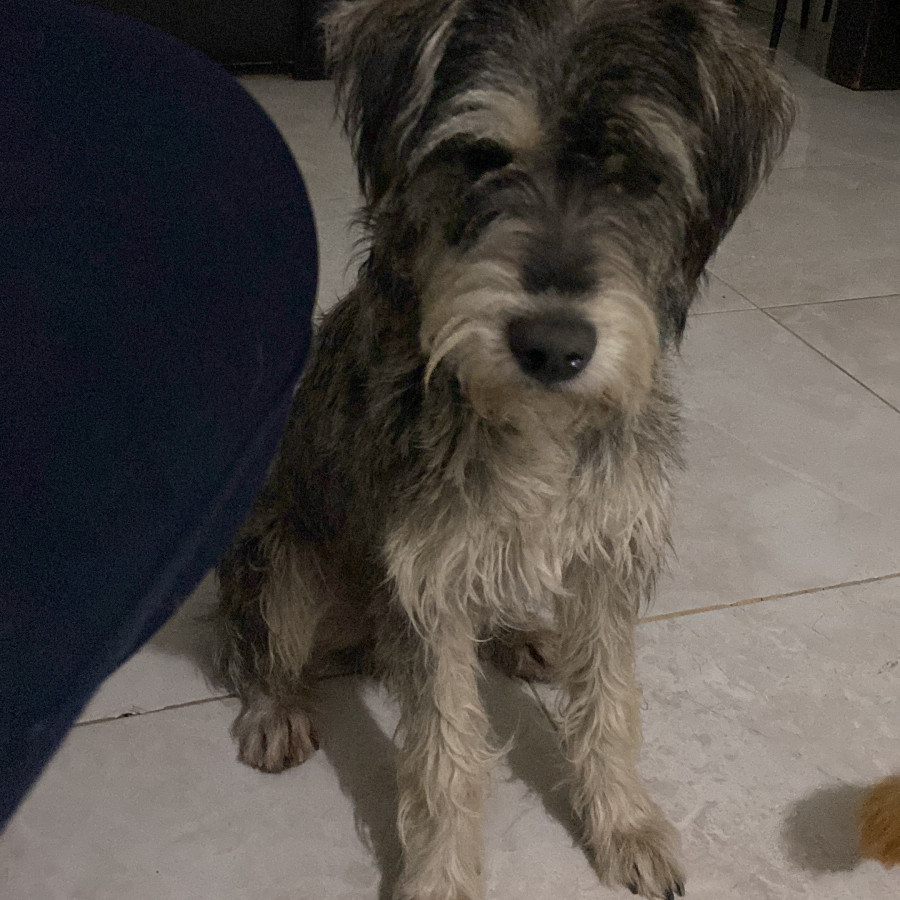  | Raza Mestizo, cruza de Schnauzer | Encontrado