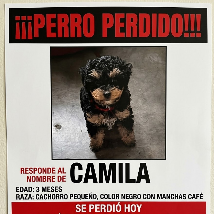 CAMILA | Raza Mestiza, cruza de French Poodle con Yorkie | Perdida