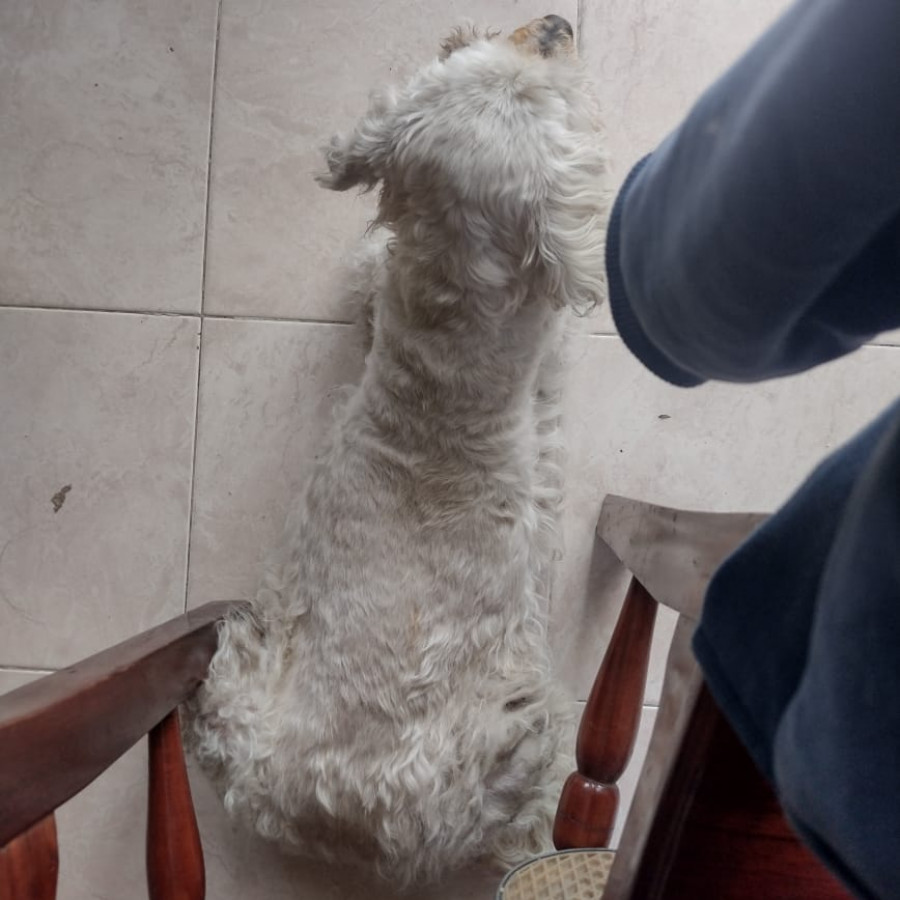 CUQUIS | Raza Mestiza, cruza de French Poodle con Maltés,  (Maltipoo) | Perdida