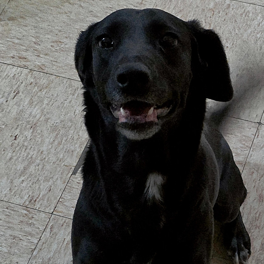CUBA | Raza Mestiza, cruza de Labrador | Perdida