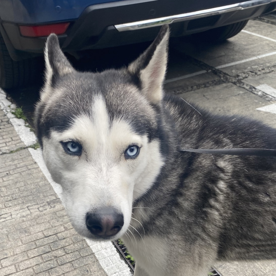  | Raza Husky Siberiano | Final Feliz