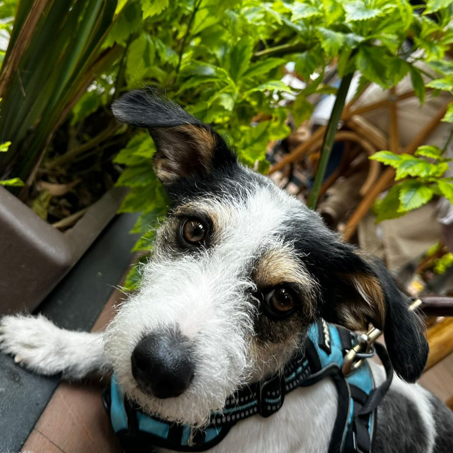 REMY | Raza Mestizo, cruza de Jack Russell Terrier | Final Feliz