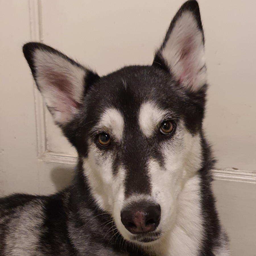  | Raza Husky Siberiano | Encontrada