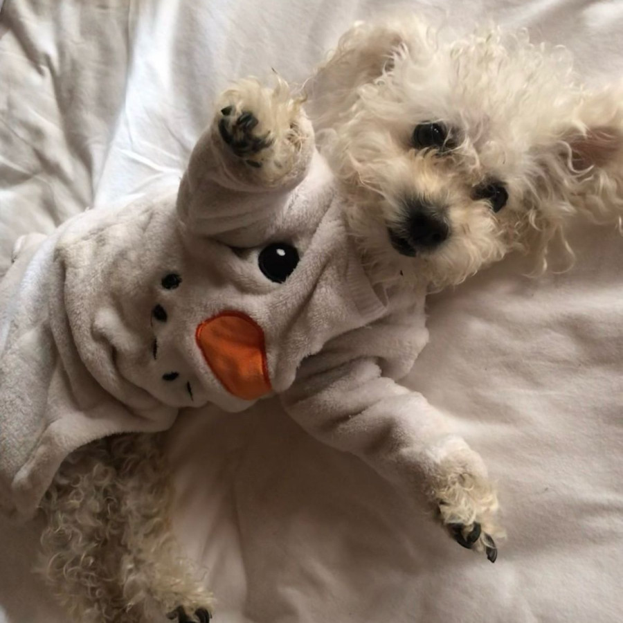 COQUETA | Raza French Poodle o Caniche | Perdida