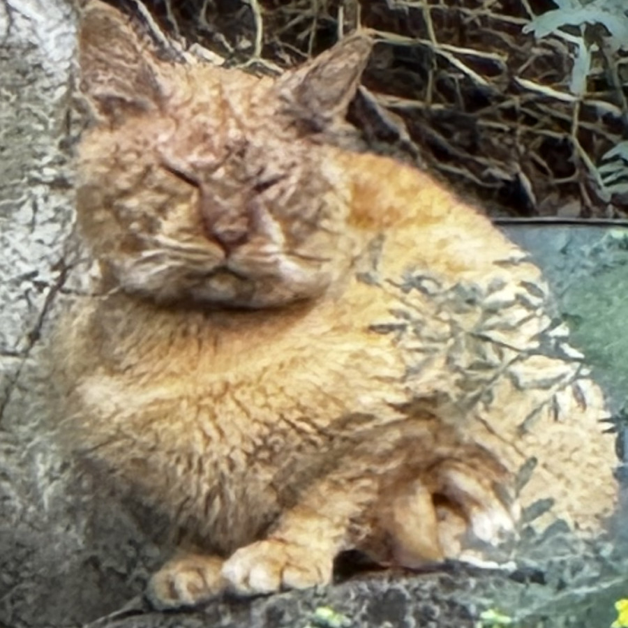  | Raza Doméstico Américano de Pelo Corto | Encontrado