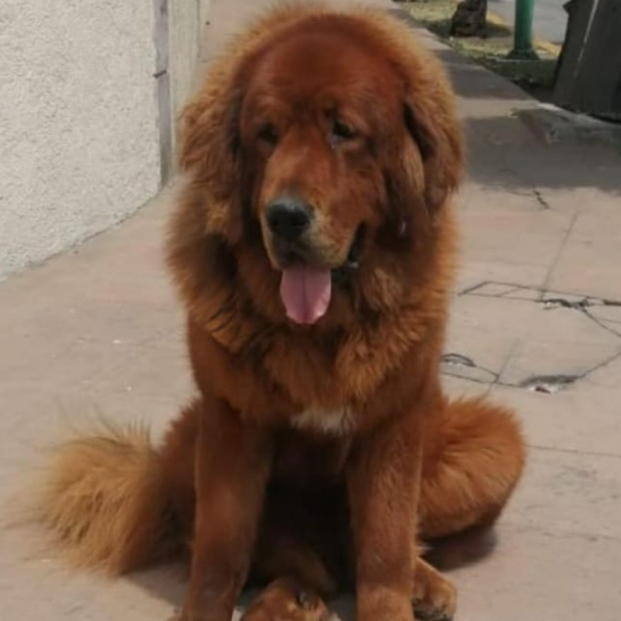 CANELO | Raza Mastín Tibetano o Dogo del Tíbet | Final Feliz