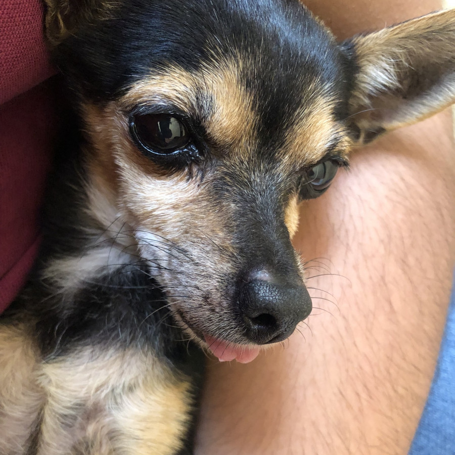 FRIDA | Raza Chihuahua | Perdida