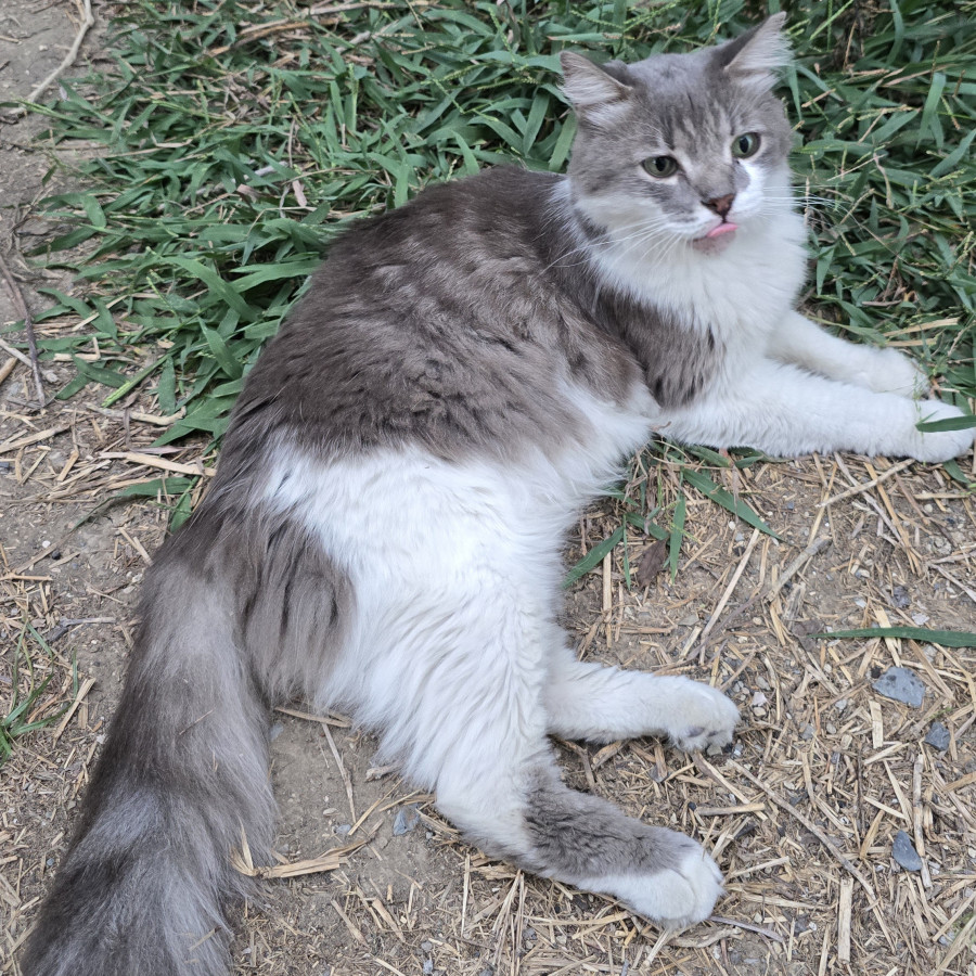MICKEY | Raza Doméstico Americano de pelo semilargo | Perdido