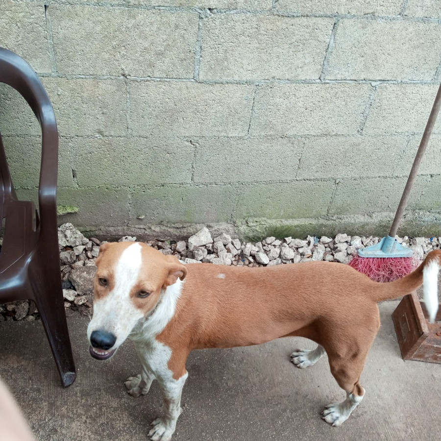 NIX | Raza Mestiza | En Adopción