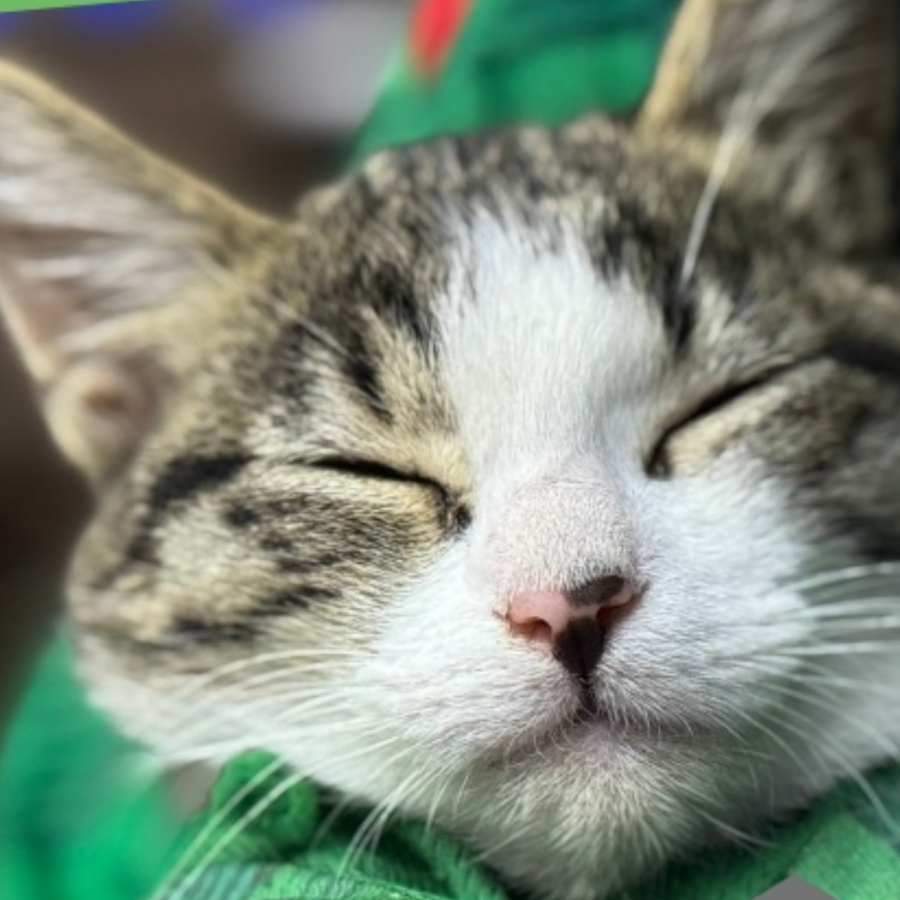 FELIPE | Raza Doméstico Américano de Pelo Corto | Perdido