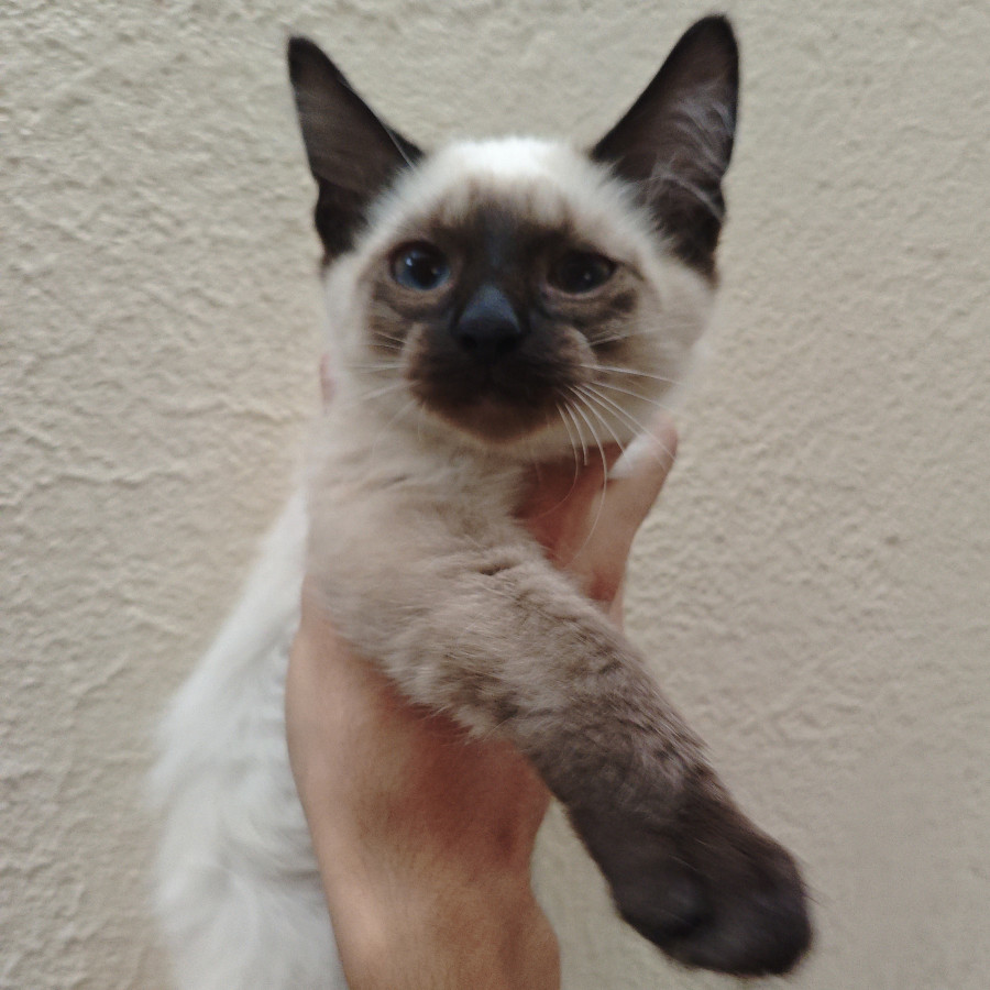 NANDO | Raza Balinés Punto Foca | En Adopción