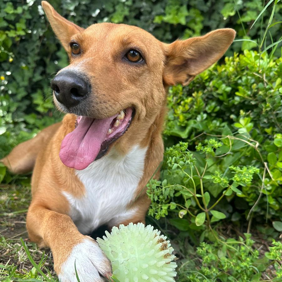 LUNA | Raza Mestiza | En Adopción