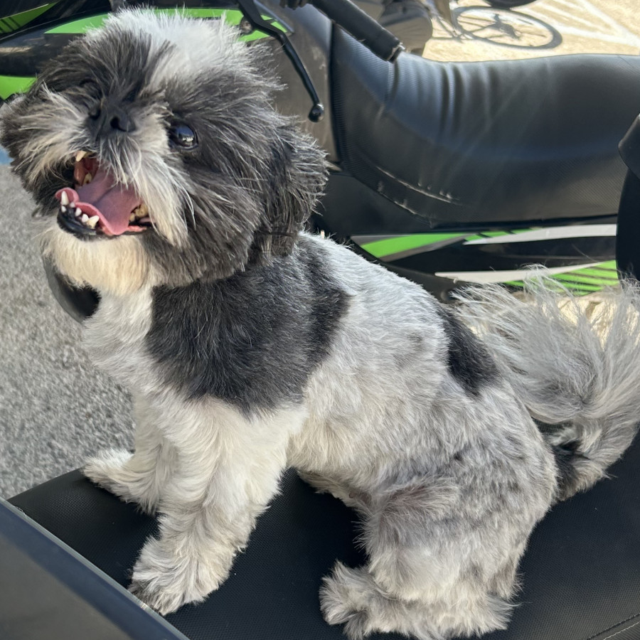 SHELBY | Raza Shih Tzu  | Perdida