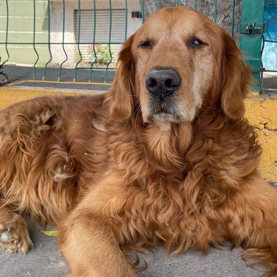  | Raza Golden Retriever  | Encontrado