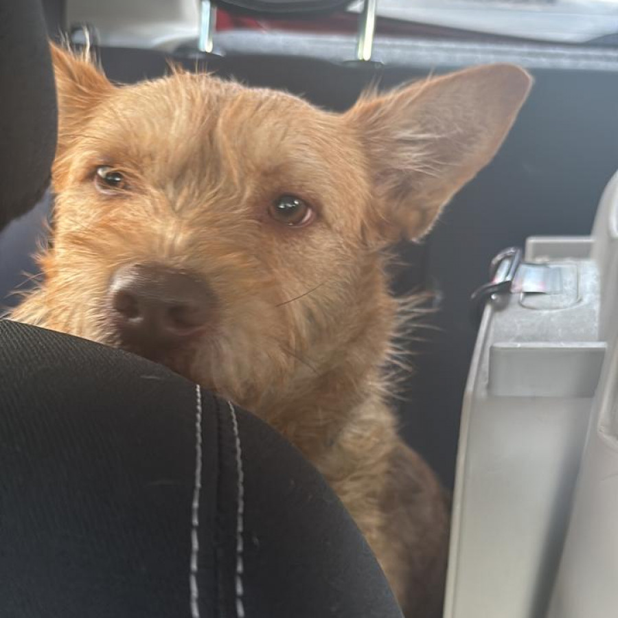 MIEL | Raza Mestiza | En Adopción
