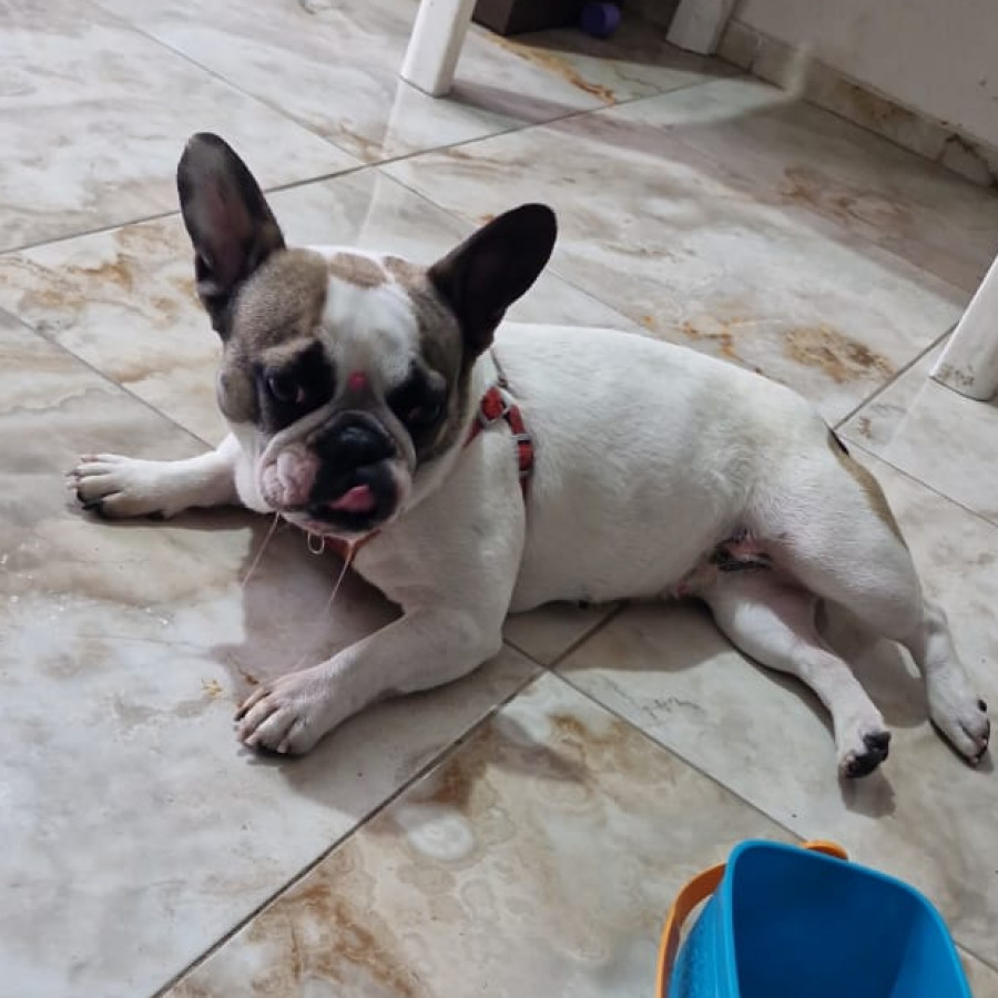 MOLLY | Raza Bulldog Francés  | Perdida