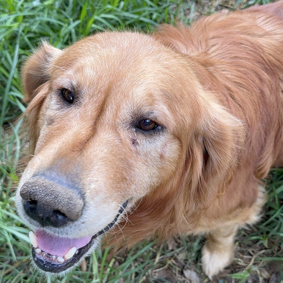 ROLLY | Raza Golden Retriever  | Perdido